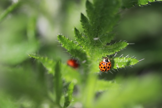 on a sunny day a red ladybug walks on fluffy green leaves