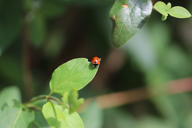 on a sunny day a red ladybug walks on fluffy green leaves