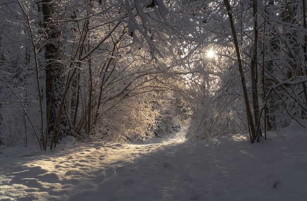 Sunny day in snowy forest full branches with snow snowy alley with sun rays