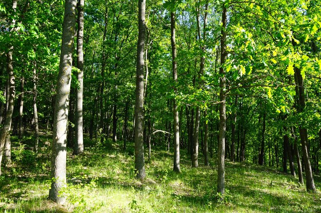 Sunny day Spring green forest