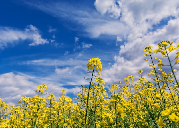 写真 花の日当たりの良いフィールド