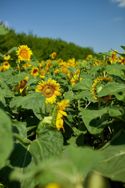 Un soleggiato campo di girasoli in una luce gialla incandescente. un giallo brillante e completamente fiorito di girasole, olio naturale, agricoltura