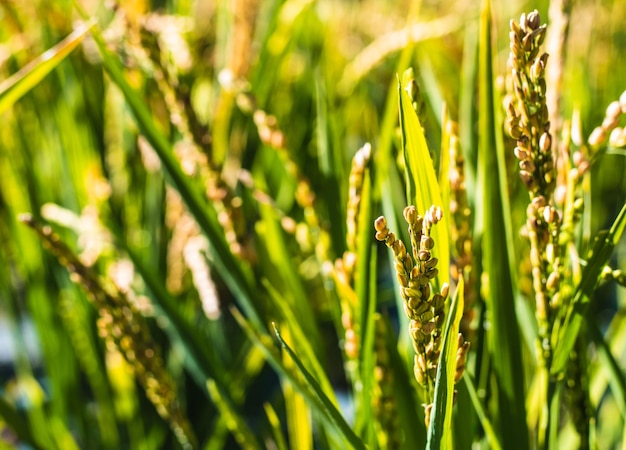 Campo soleggiato con una piantagione di riso