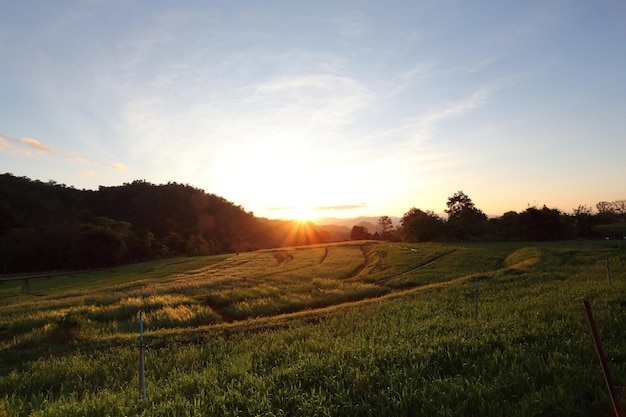 Sunny fields