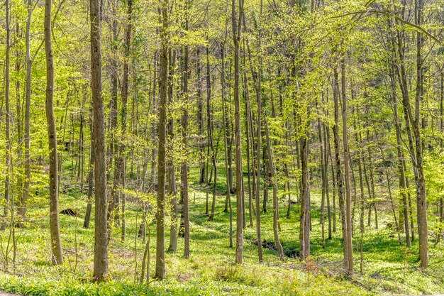 sunny forest scenery