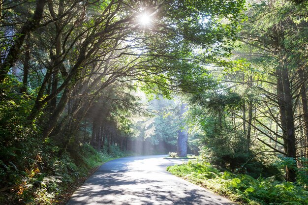 Sunny forest