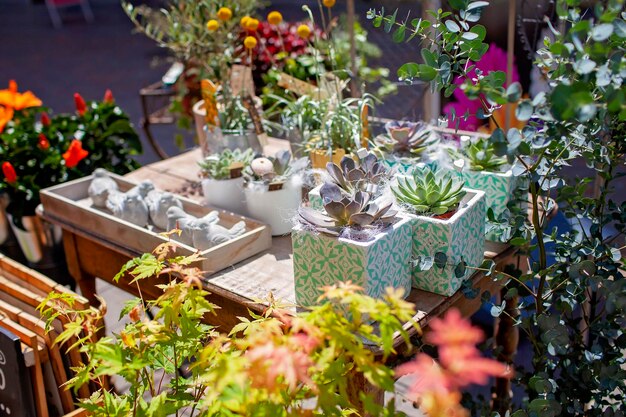 Photo sunny garden market scene with succulents and flowers