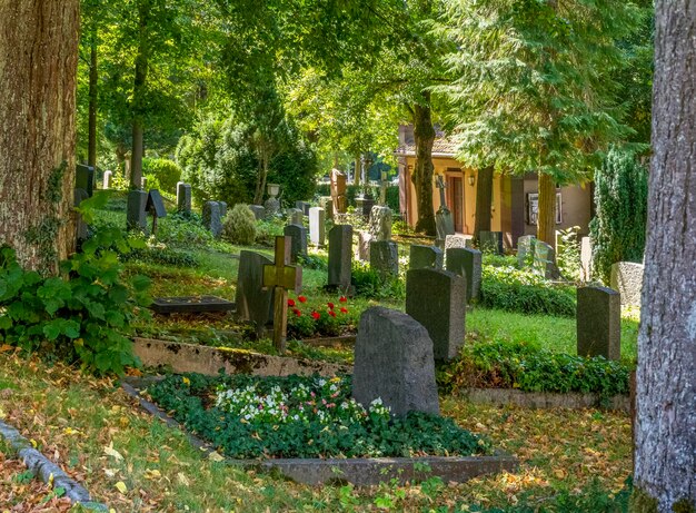 sunny graveyard scenery