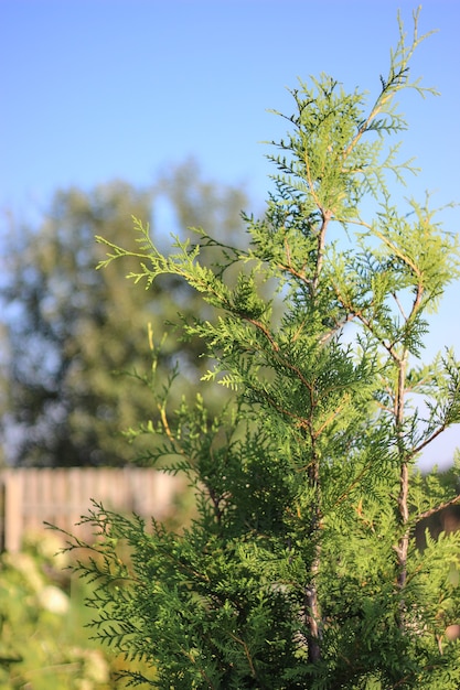 庭の日当たりの良い緑のarborvitae