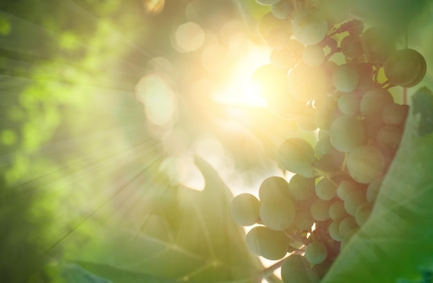 Солнечный зеленый фон с виноградными лозами и листьями