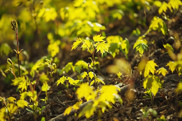 Sunny green leaves