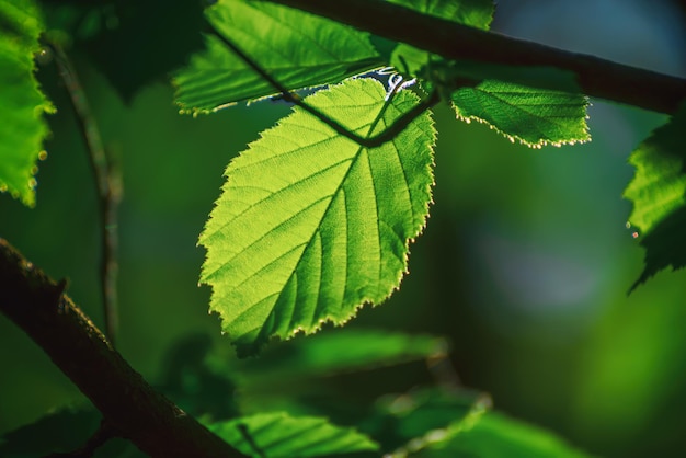 Photo sunny green leaves