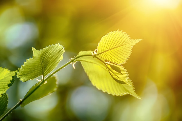 Sunny green leaves