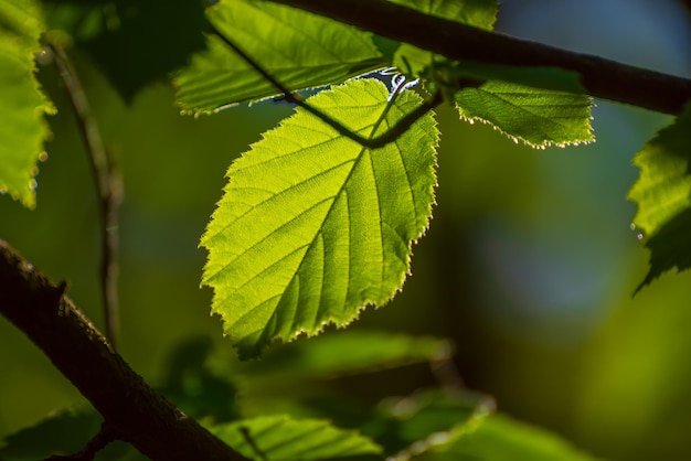 Foglie verdi soleggiate