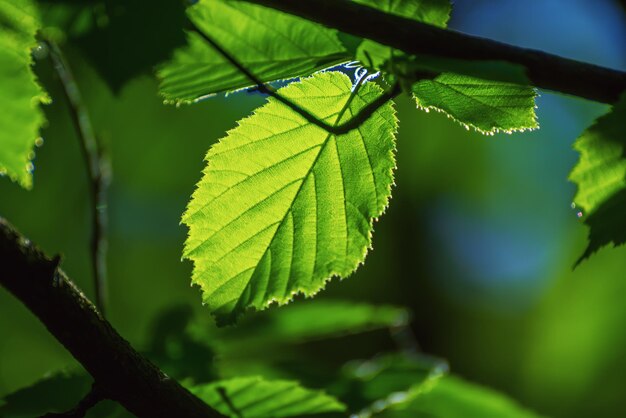 Photo sunny green leaves