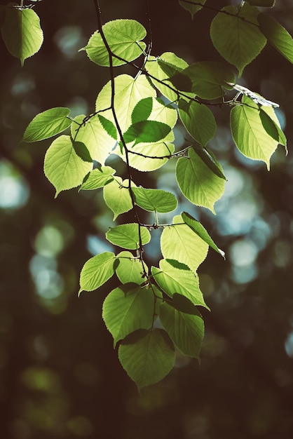 Sunny green leaves