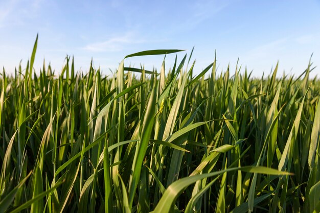 春の畑に晴れた緑の小麦、クローズアップ