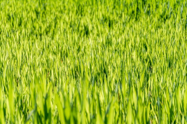 sunny illuminated grass