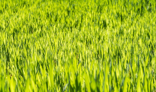 sunny illuminated grass