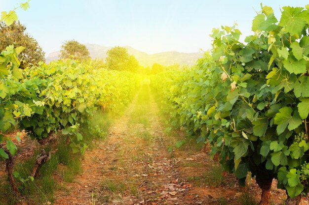 Sunny landscape of vineyard