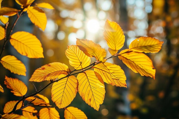 Sunny leaves on autumn tree in forest