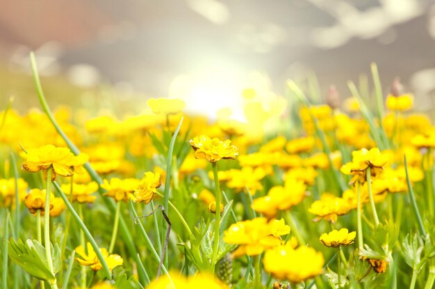 日当たりの良い牧草地