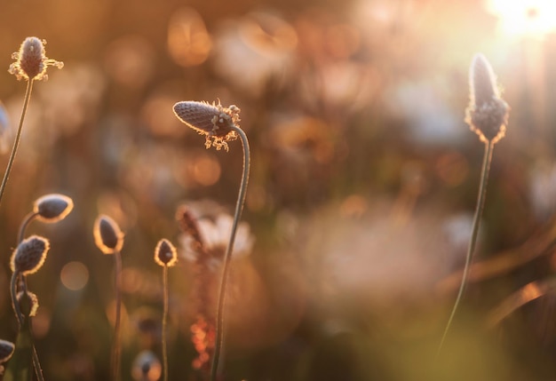 Sunny meadow