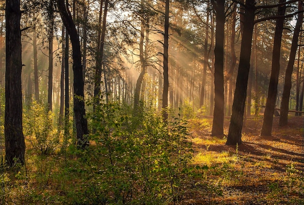숲의 화창한 아침 태양 광선이 나무 가지를 통과합니다.