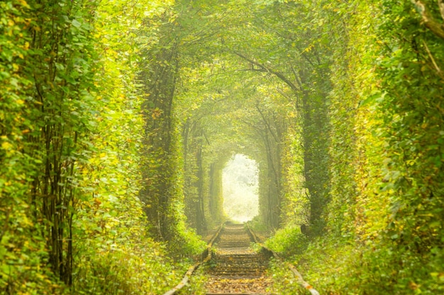 写真 ウクライナの愛のトンネルで晴れた朝