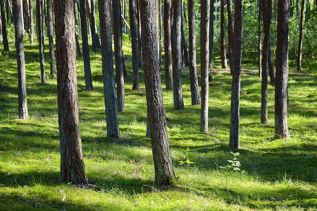 Sunny morning in a pine forest. Shadows from trees on a fresh green meadow