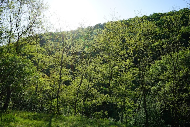 Mattinata soleggiata foresta verde di primavera