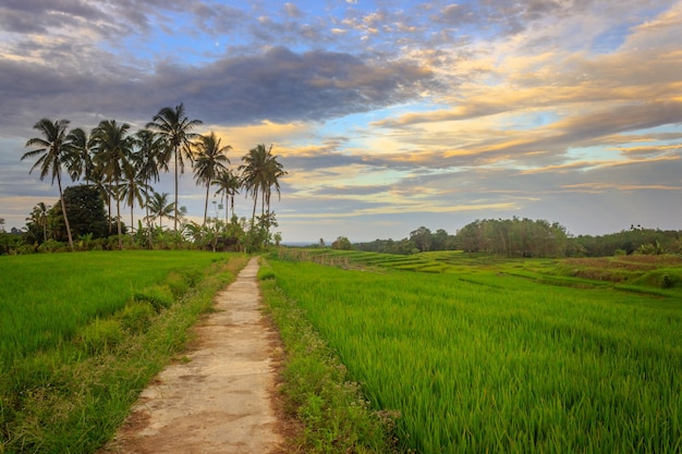 Vista mattutina di sole sulle risaie verdi in indonesia