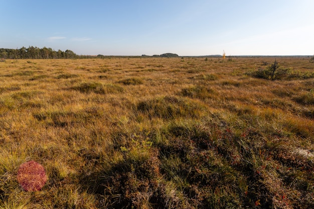 Sunny panorama of the grassy swamp in the early autumn