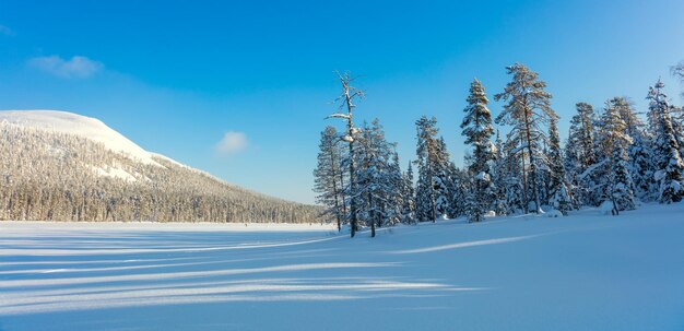 北の冬の自然の日当たりの良いパノラマの風景たくさんの雪と雪に覆われた木々美しい天気フィンランド