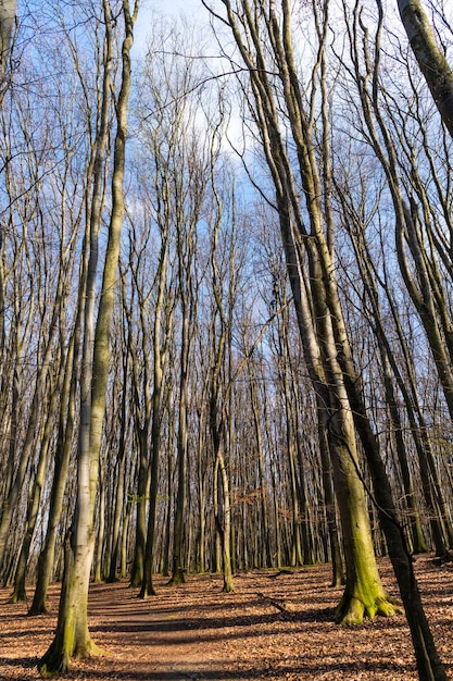 Sunny path through deciduous bare trees in forest, nature.