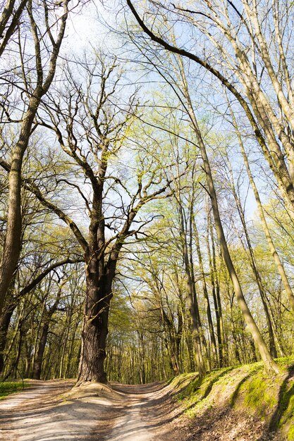 Sunny path through deciduous trees in spring forest landscape