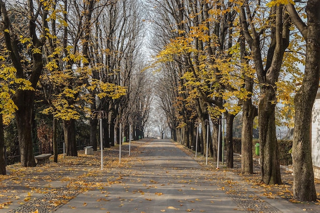 Sunny path with planted chestnuts in a bright autumn park in november