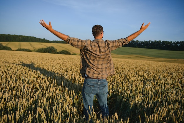 空を見上げて手を差し伸べる幸せな農夫の晴れた写真 真ん中または小麦畑に立って、熟した収穫時期を楽しむ 日の出または日没