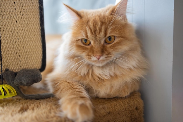 Sunny portrait of cute red ginger Maine coon cat on the balcony in sunny summer day