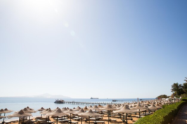 Sunny resort beach with palm tree at the coast shore of Red Sea