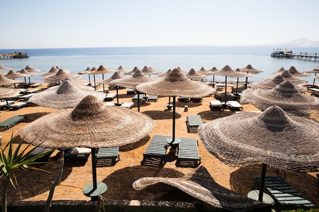 Sunny resort beach with palm tree at the coast shore of Red Sea