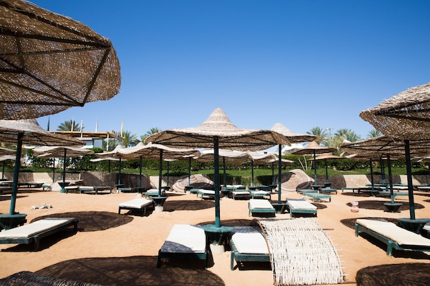 Sunny resort beach with palm tree at the coast shore of Red Sea