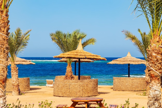 Фото Солнечный курортный пляж с пальмами и зонтиками на берегу красного моря сафага египет 22 октября 2023 года
