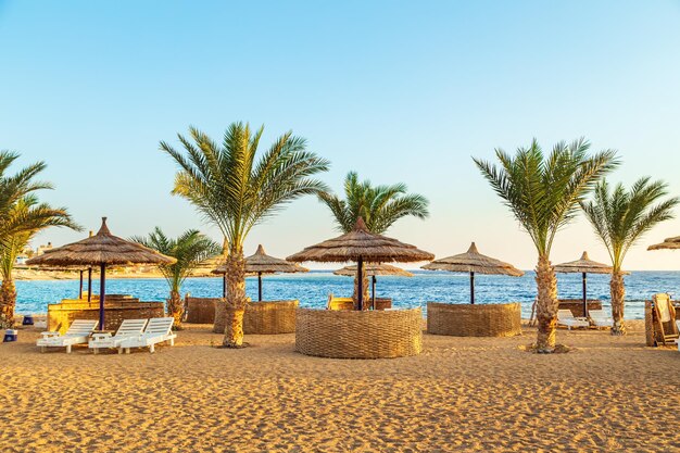 写真 赤海の岸辺に palm trees と傘のある晴れたリゾートビーチ safaga egypt 2023年10月22日
