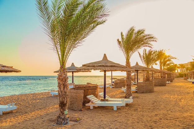 Photo sunny resort beach with palm trees and umbrellas on the shores of the red sea safaga egypt october 23 2023