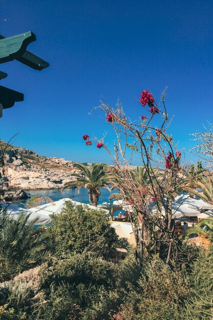 Photo sunny seashore and plants