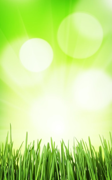 Sunny spring background with grass and bokeh