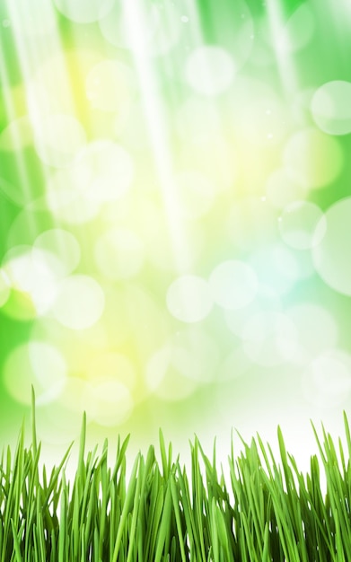 Sunny spring background with grass and bokeh