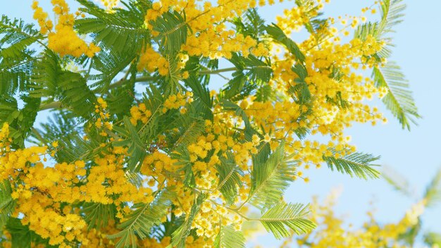Foto giorno soleggiato di primavera albero di mimosa giallo soffice acacia dealbata fiori di mimosa albero primavera sta arrivando