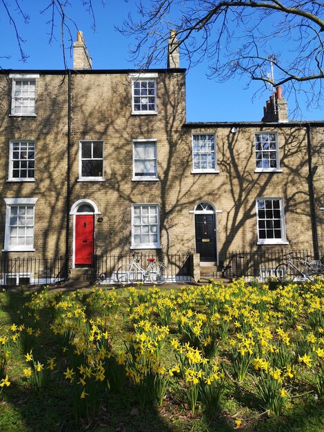 Photo sunny spring day view of houses with daffodils in the foreground in cambridge uk